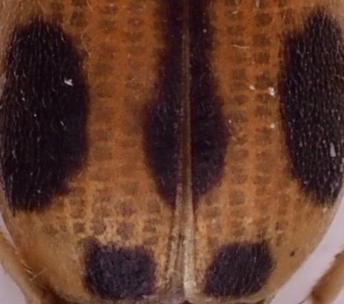 Brachinus sp.